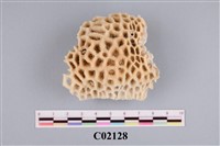 藏品(珊瑚化石)的圖片